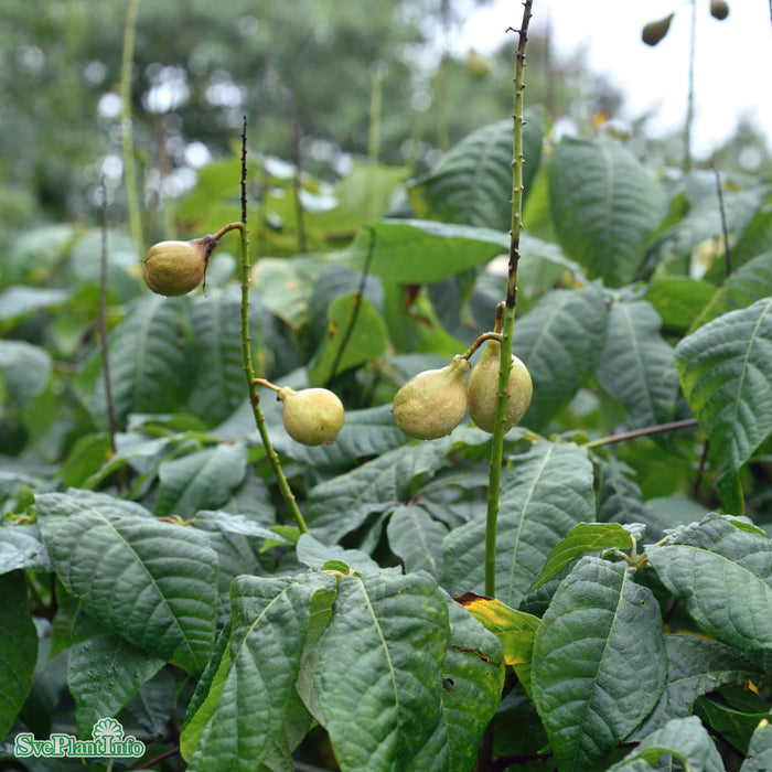 Aesculus parviflora C20 80-100cm