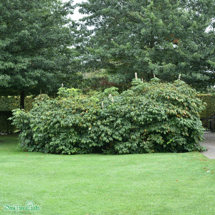 Aesculus parviflora C20 80-100cm