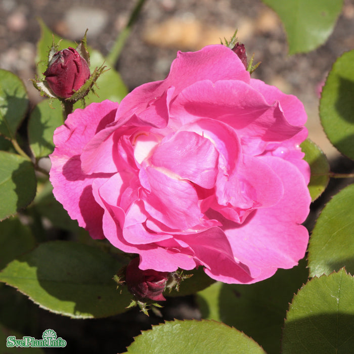 Rosa 'Diamond Border' A kval C4