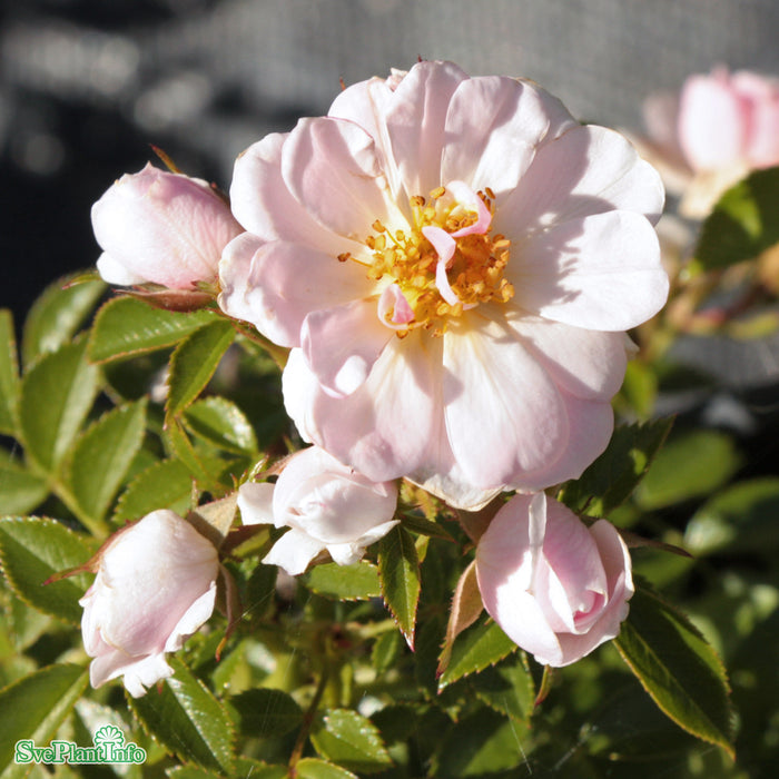 Rosa 'Gentle Cover' A kval C4