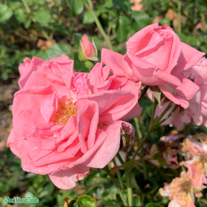 Rosa 'Coral Dawn' A kval C4