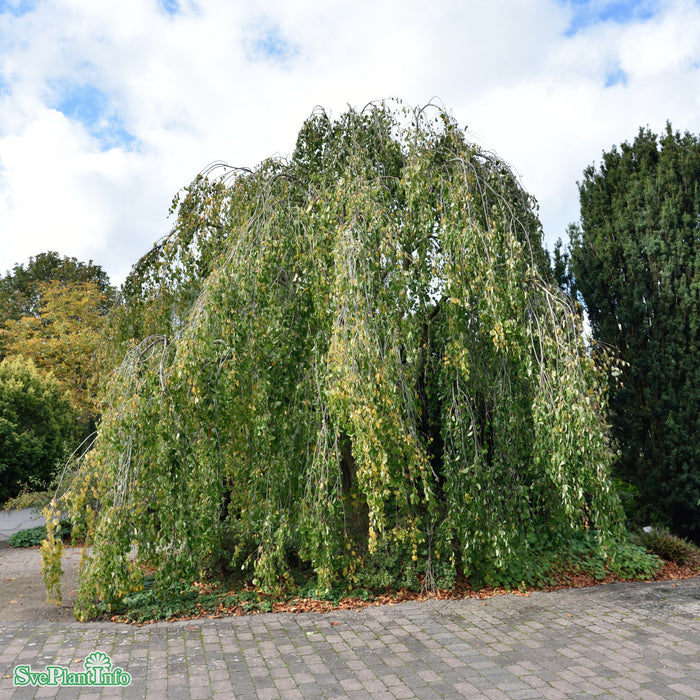 Cercidiphyllum japonicum f. pendulum Ungträd C35 200-250cm