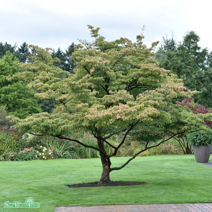 Cornus kousa var. chinensis C50 175-200cm