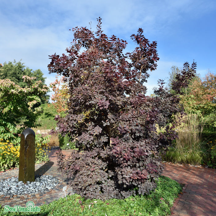 Cotinus coggygria 'Royal Purple' Busk C4,5