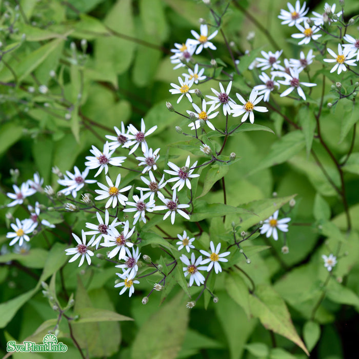 Eurybia divaricata A-kval