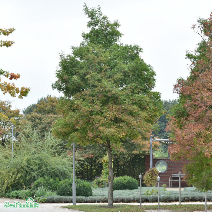 Fraxinus ornus Högstam Kl So 12-14