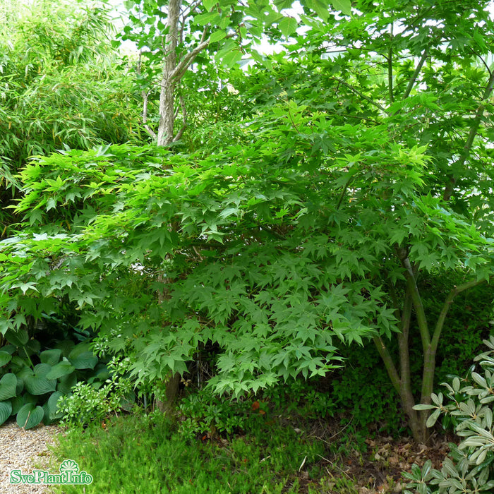 Acer palmatum 'Osakazuki' C4 40-60cm