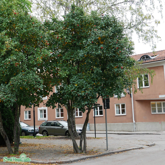 Sorbus mougeotii Ungträd C 7,5 150-175cm