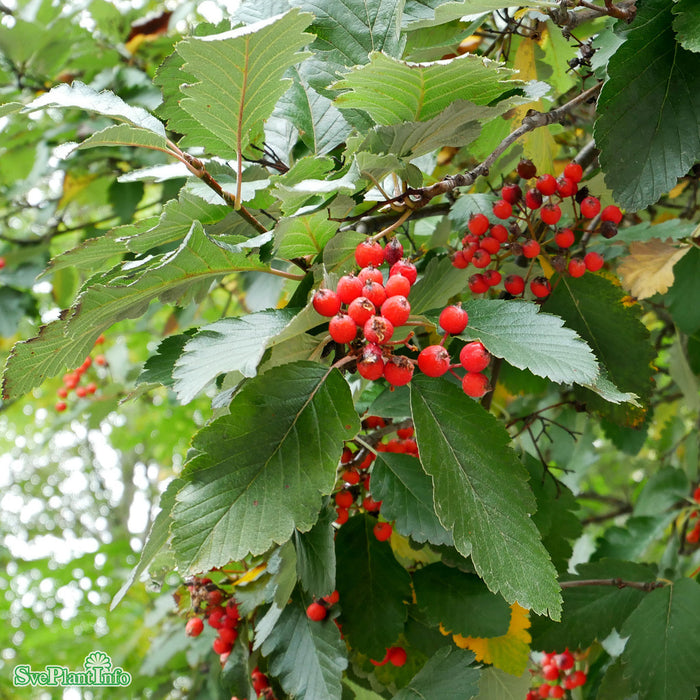 Sorbus mougeotii Ungträd C 7,5 150-175cm