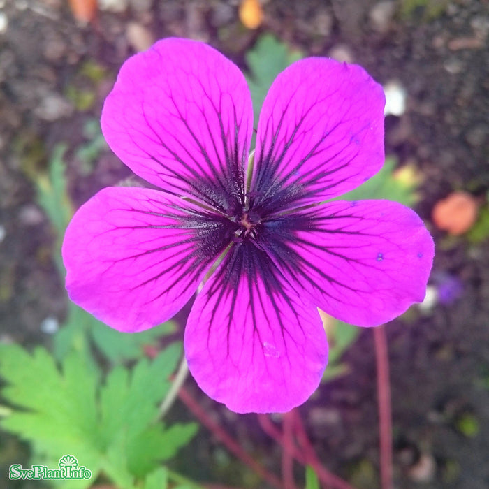 Geranium 'Dragon Heart' A-kval