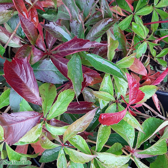 Parthenocissus vitacea 'Trapets' E A-kval C2