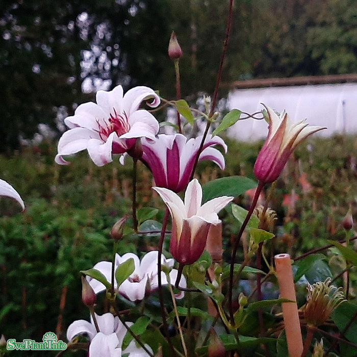 Clematis (Tex.) 'Princess Kate' A-kval C2
