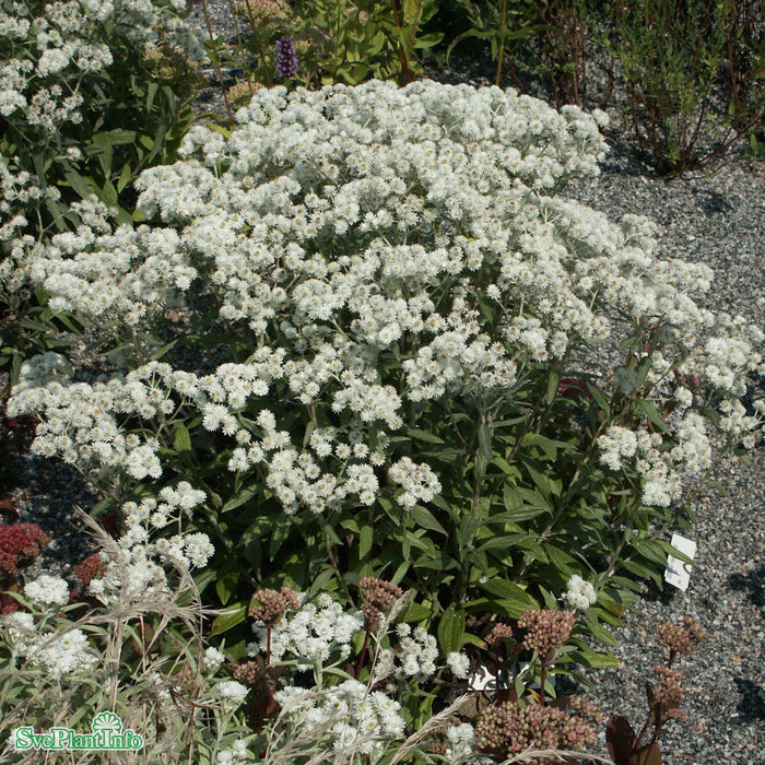 Anaphalis triplinervis 'Sommerschnee' A-kval