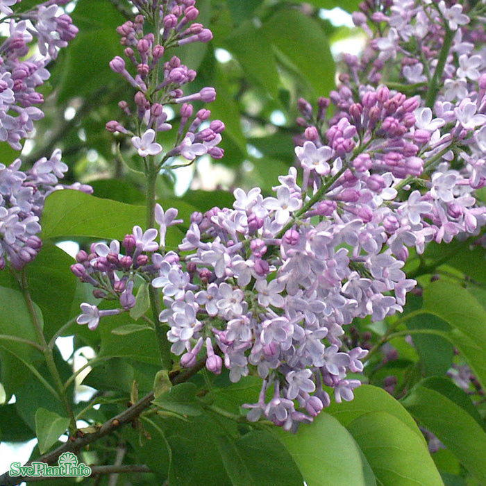 SYRINGA VULGARIS Busk C5