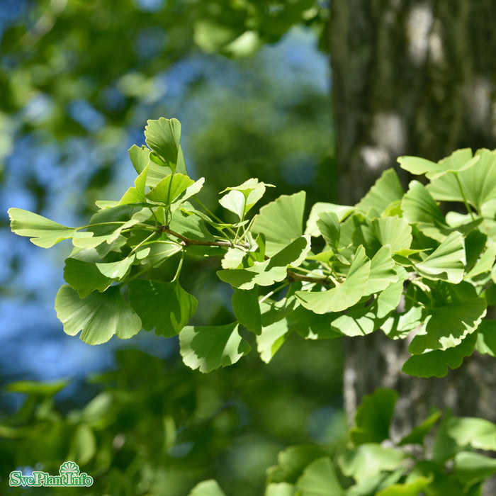 Ginkgo biloba Busk C25 125cm