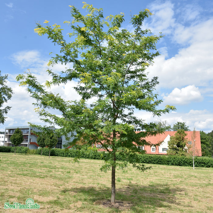 Gleditsia triacanthos 'Sunburst' Högstam Kl So 12-14