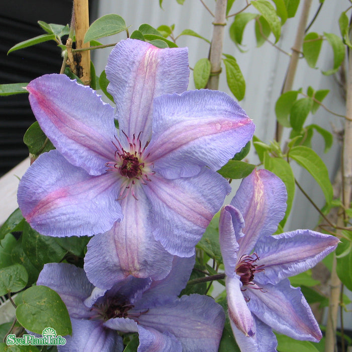 Klematis (Tid.Storbl.) 'Minister' C2