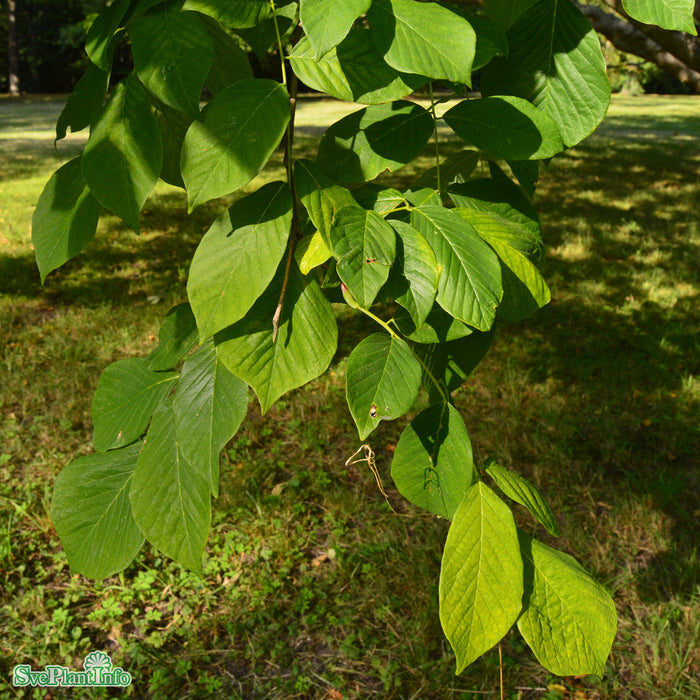 Cladrastis kentukea Ungträd C20 125-150cm