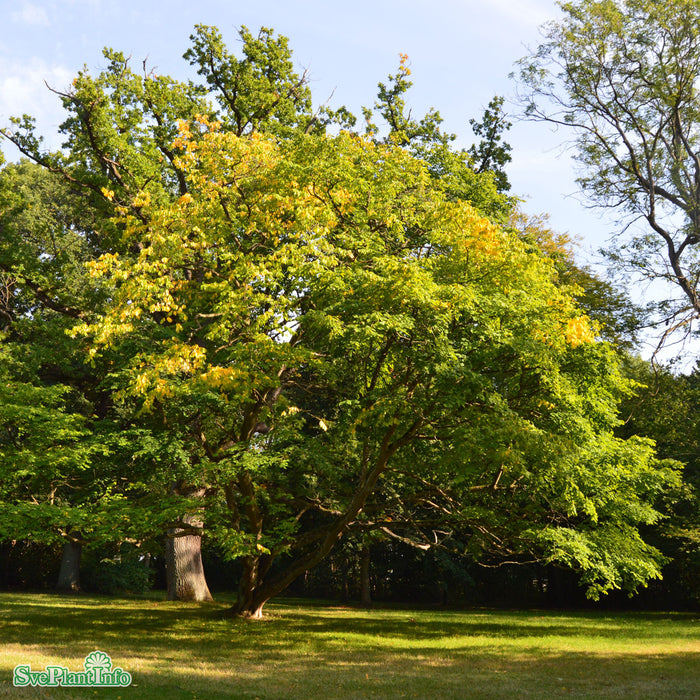 Cladrastis kentukea Ungträd C20 125-150cm