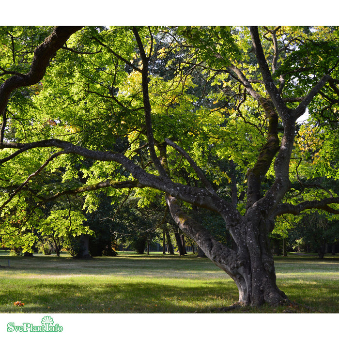 Cladrastis kentukea Ungträd C20 125-150cm