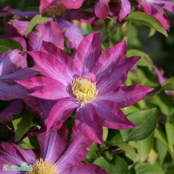 Klematis 'Pink Champagne' C2