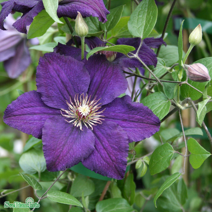 Clematis 'Rasputin' C2