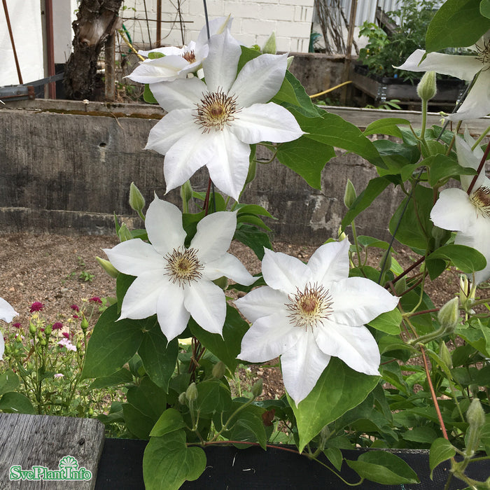 Clematis 'Valge Daam' C2