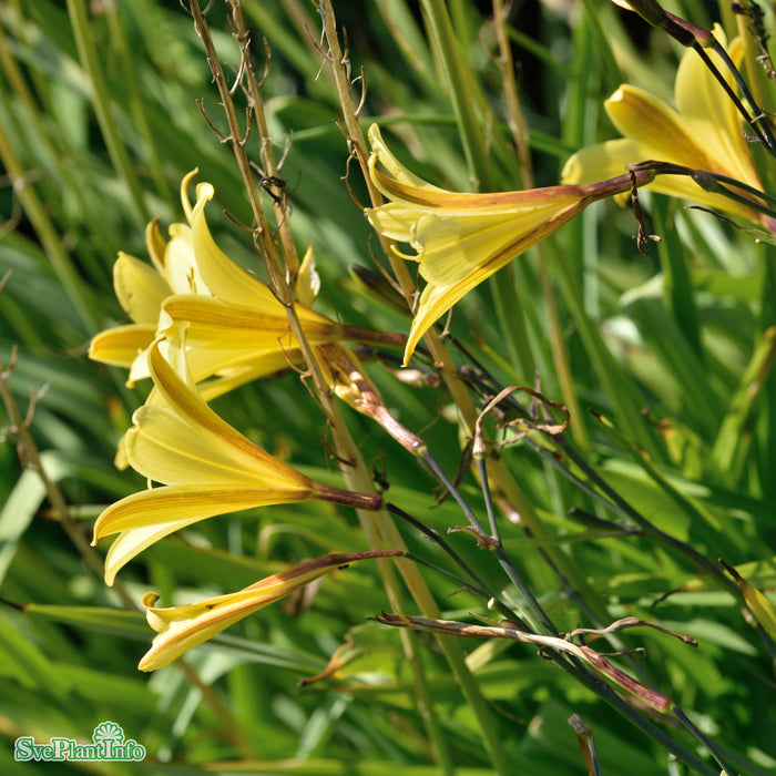 Hemerocallis lilioasphodelus A-kval