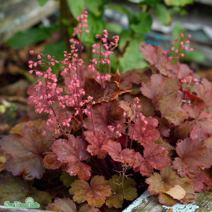Heuchera 'Cherry Cola' A-kval