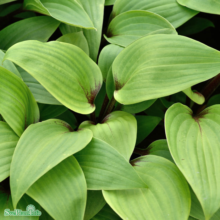 Hosta 'Purple Heart'