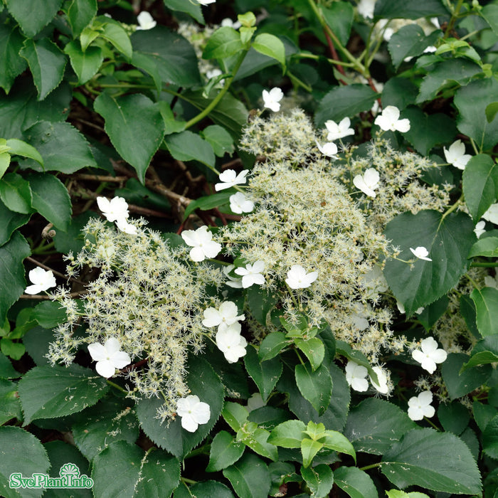 Hydrangea anomala ssp. petiolaris A-kval C2