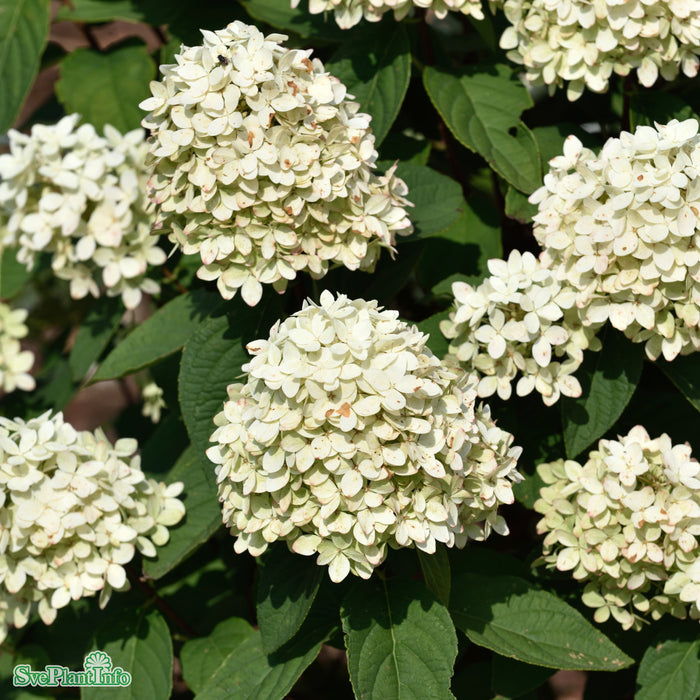Hydrangea paniculata 'Magical Candle' Busk C6