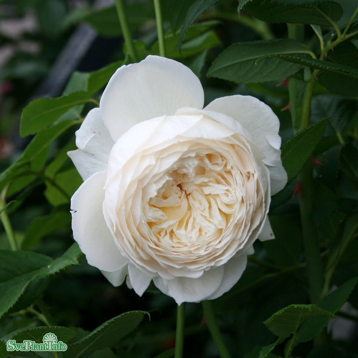 Rosa 'Claire Austin' A-kval C6