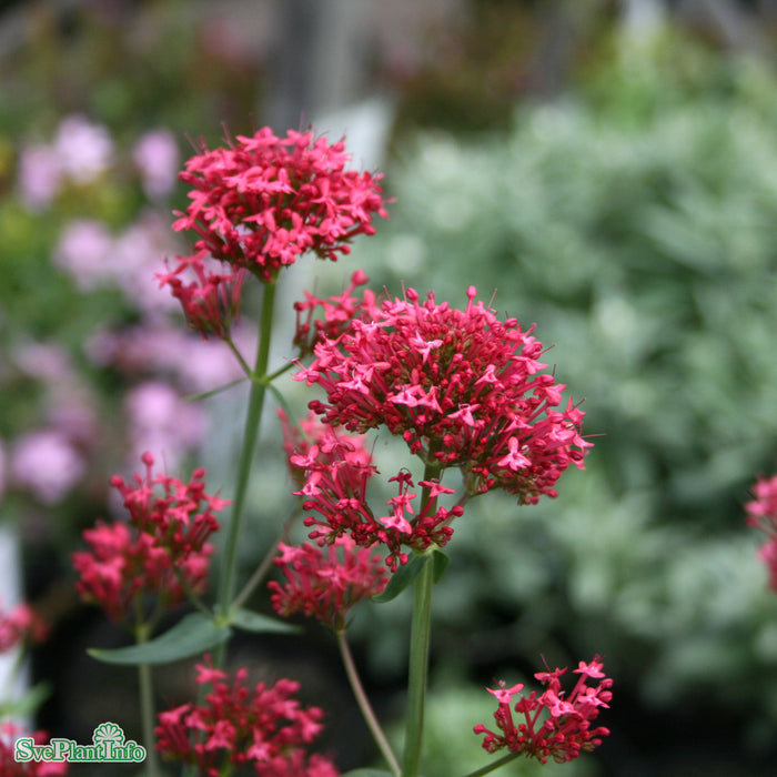 Centranthus ruber 'Coccineus' A-Kval