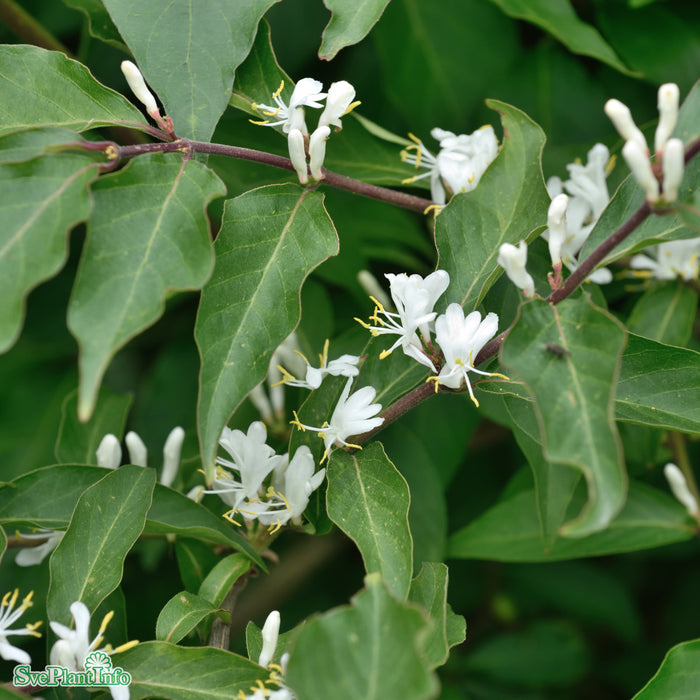 Lonicera maackii 'Kristall' E Sol 80-100 C10