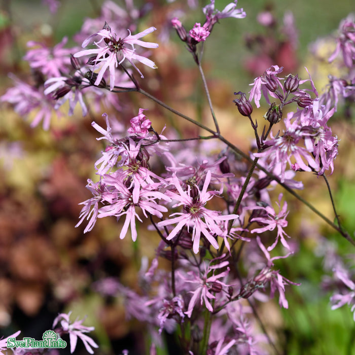 Lychnis flos-cuculi A-kval