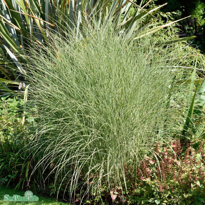 Miscanthus sinensis 'Morning Light' A-kval C2