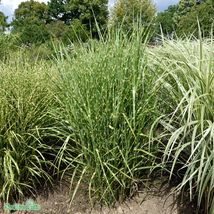 Miscanthus sinensis 'Strictus' A-kval C2