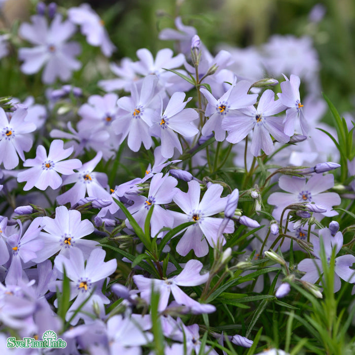 Phlox subulata 'Emerald Cushion Blue' A-kval