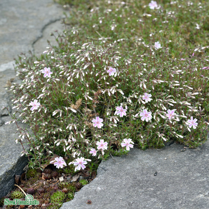 Phlox subulata 'Tamaongalei' A-kval
