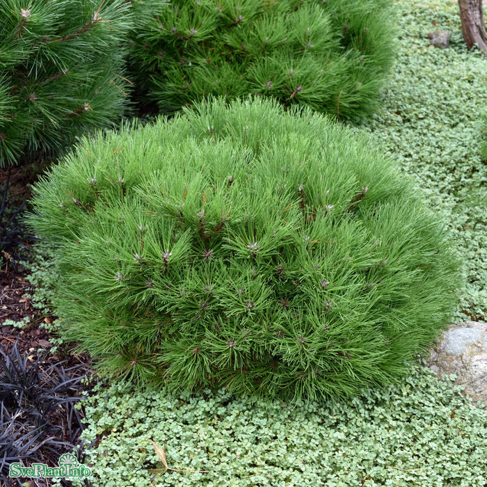 Pinus nigra 'Marie Bregeon' D30 80-100cm