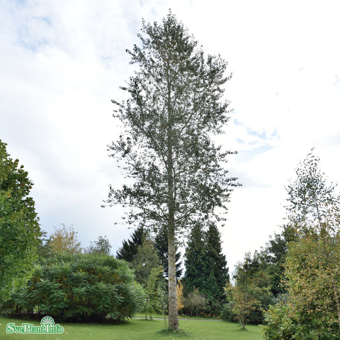 Populus balsamifera Ungträd 150-200cm