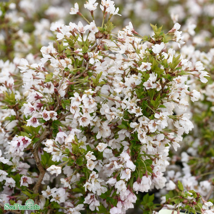 Prunus incisa 'Kojou-no-mai' Solitär C50 150-175cm