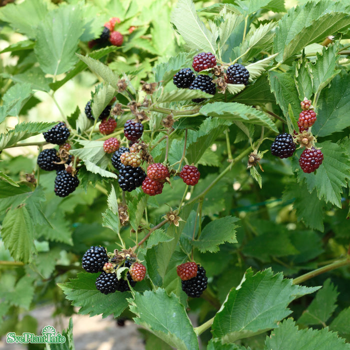 Rubus (Björnbär) 'Navaho Big And Early' A-kval C5