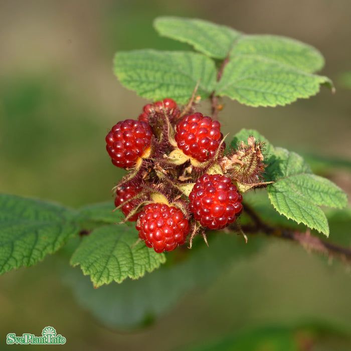 Rubus phoenicolasius A-kval C2