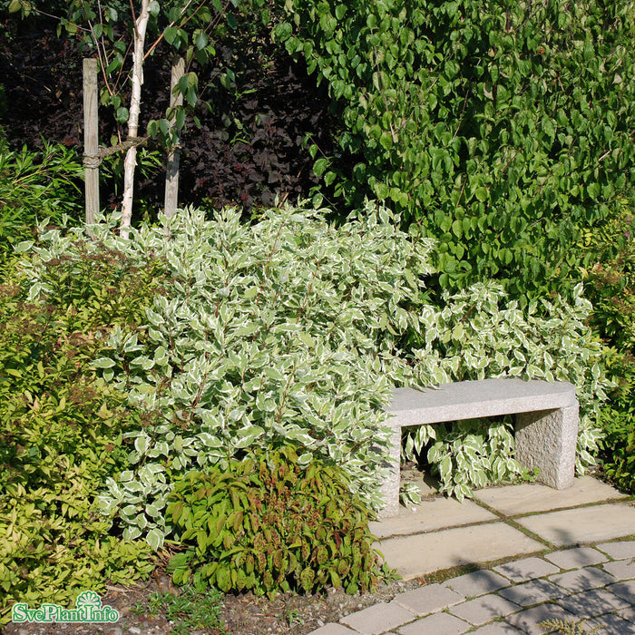Cornus alba 'Ivory Halo' Solitär C10 80-100cm