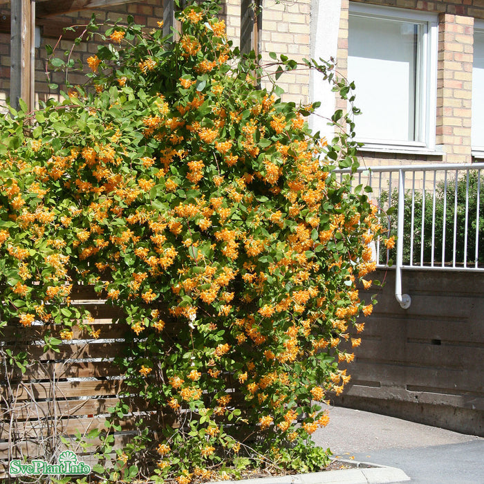 Lonicera tellmanniana Co 40-60cm