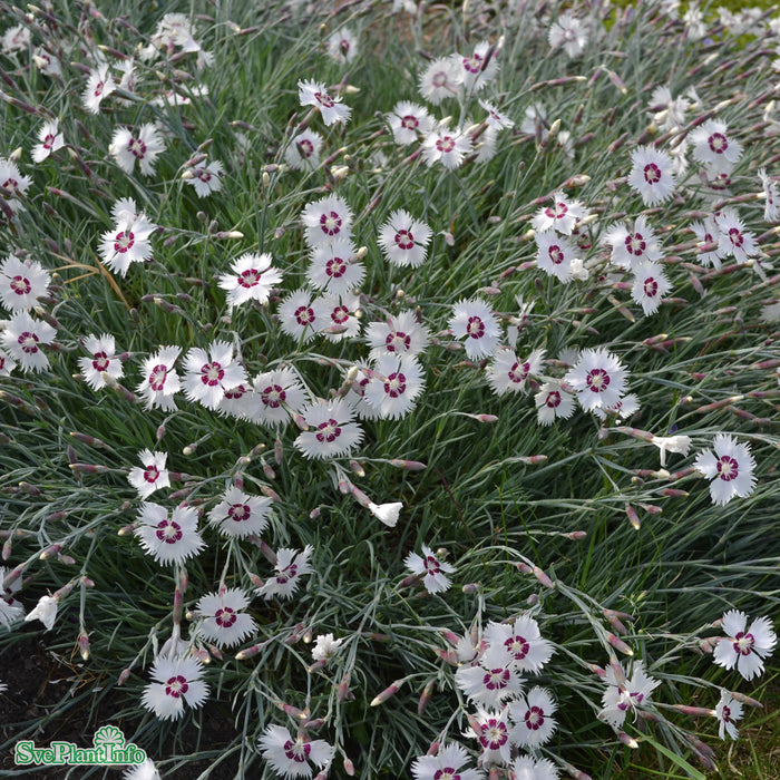 Dianthus Plumarius-Gr. 'Marieberg' A-kval