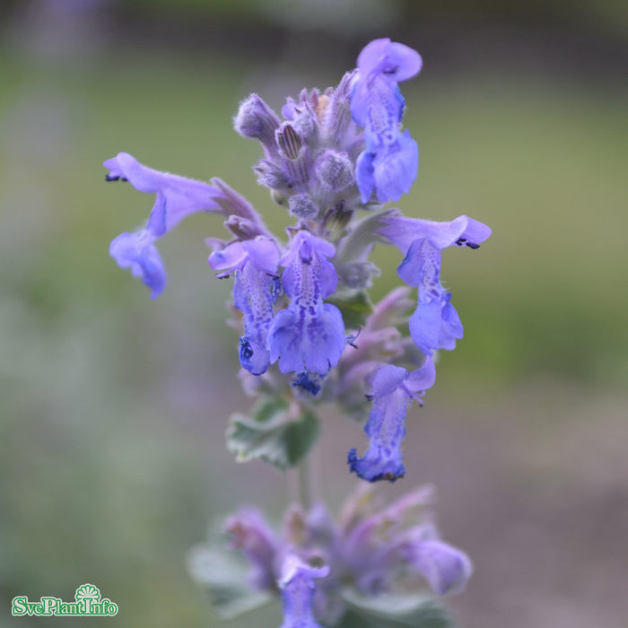 Nepeta 'Lingheim' C3