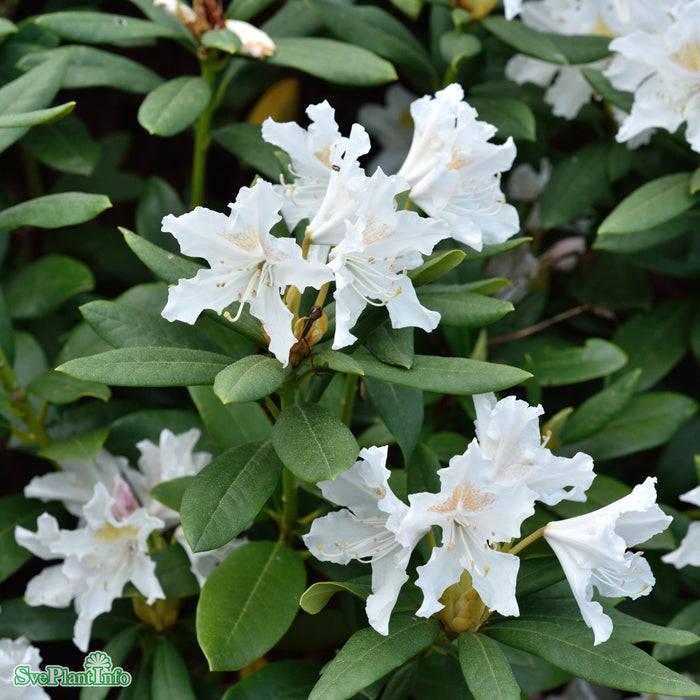 Rhod. (Caucas.) 'Cunningham's White' Solitär Kl B120-140cm H100-120cm
